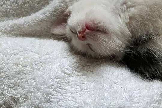 Małe kociaki do adopcji