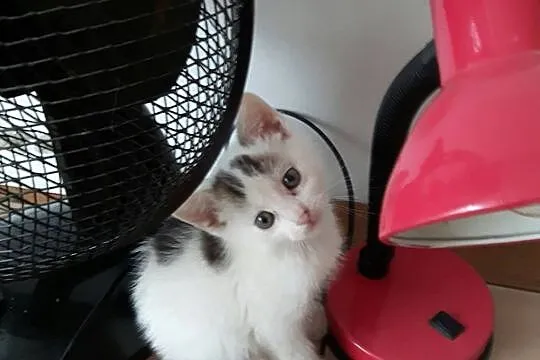 Małe kociaki do adopcji