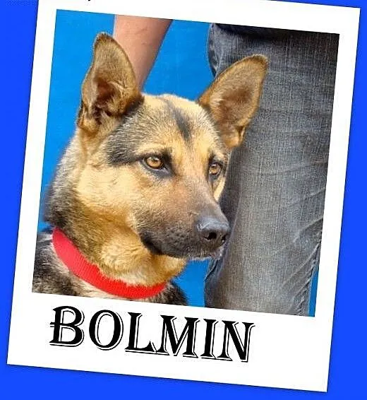 Mniejszy od owczarka,łagodny pies BOLMIN.Adopcja,