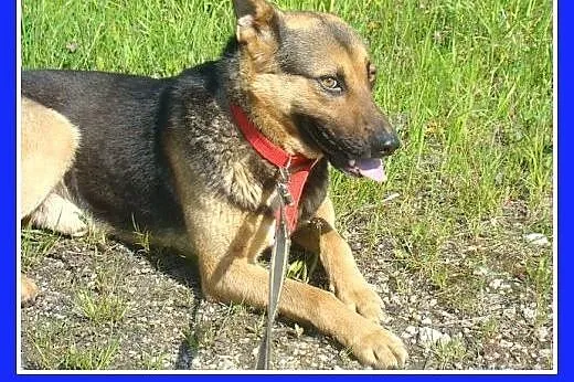 Mniejszy od owczarka,łagodny pies BOLMIN.Adopcja, 