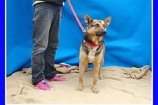 Mniejszy od owczarka,łagodny pies BOLMIN.Adopcja, 