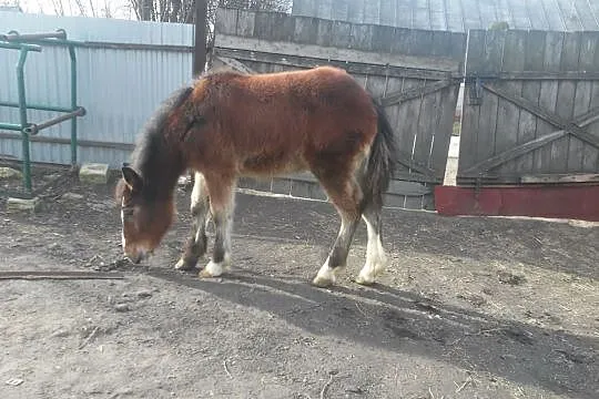 źrebica, , Majdan Kozic Dolnych