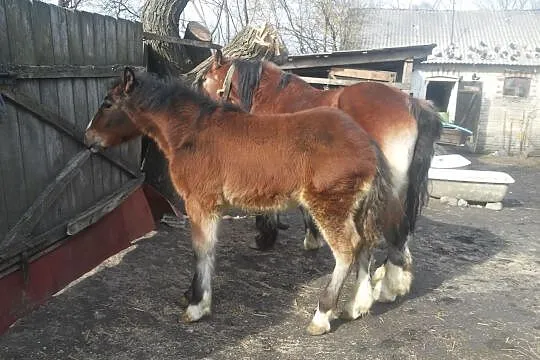 źrebica, , Majdan Kozic Dolnych