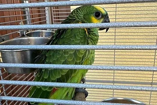 Amazonki niebieskoczelne młode, Dolnośląskie, Jelenia Góra