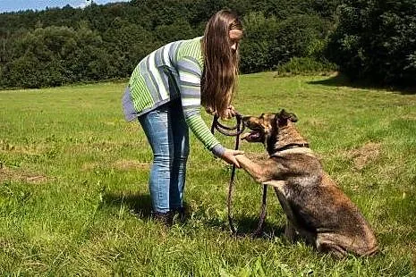 Diana szuka domu!,  dolnośląskie Jelenia Góra