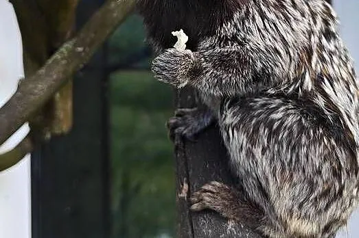 Marmozeta białucha samczyk, Kujawsko-pomorskie, Łochowo