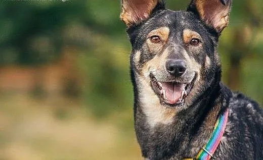 SHILA - cudowna WILCZASTA sunia, dolnośląskie Wro