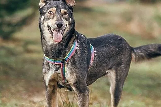 SHILA - cudowna WILCZASTA sunia,  dolnośląskie Wro