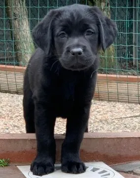 szczenięta labradorów do adopcji e-mail: {{{elizawitte01@gmail.com}}, , Warszawa, Mazowieckie, Warszawa