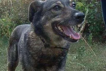 Agusia potrzebuje cierpliwego i kochającego domku 