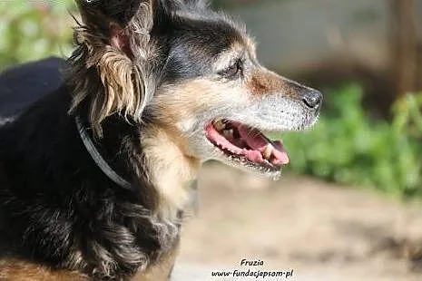 Fruzia - szuka domu pełnego miłości,  mazowieckie 
