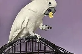 Sprzedam Kakadu Albę