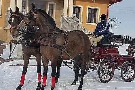 Sprzedam dwie klacze małopolskie pełne siostry