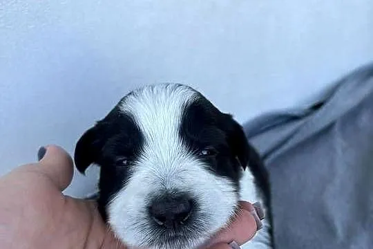 Szczeniak Border Collie, Łódzkie, Pajęczno