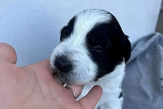 Szczeniak Border Collie, Łódzkie, Pajęczno