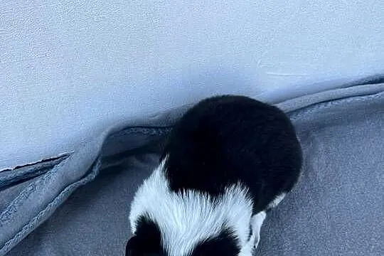 Szczeniak Border Collie, Łódzkie, Pajęczno