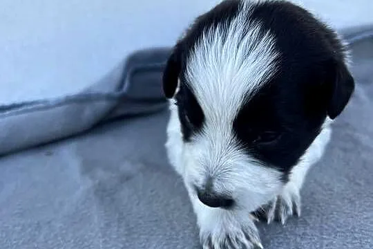 Szczeniak Border Collie, Łódzkie, Pajęczno