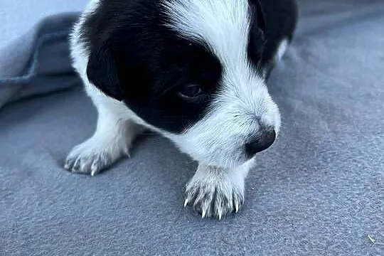 Szczeniak Border Collie, Łódzkie, Pajęczno