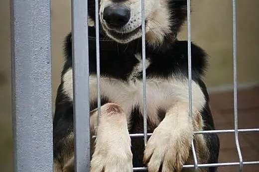 Flesz i jego długa droga do szczęścia ............