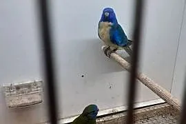 Łąkówki wspaniałe I lilianki