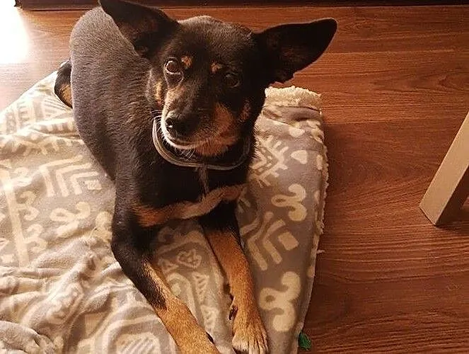 Sura - grzeczna sunia, wychowana w domu do adopcji!, Śląskie, Częstochowa