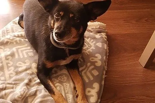 Sura - grzeczna sunia, wychowana w domu do adopcji!, Śląskie, Częstochowa