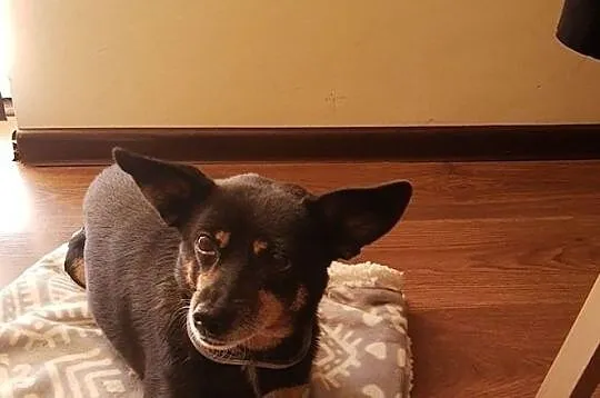 Sura - grzeczna sunia, wychowana w domu do adopcji!, Śląskie, Częstochowa