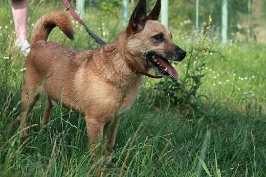 Każdy chciałby mieć w życiu Farta!,  kujawsko-pomo