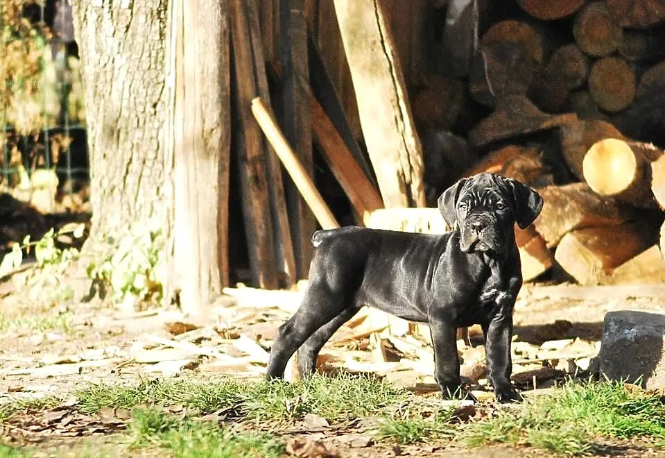 Cane corso/ suczka, Opolskie, Korfantów