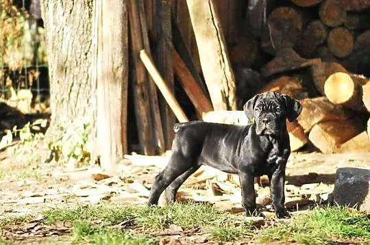 Cane corso/ suczka, Opolskie, Korfantów