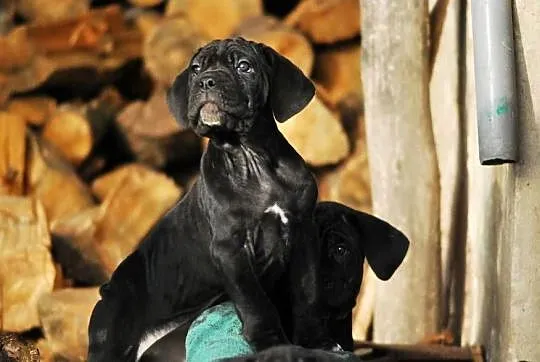 Cane corso/ suczka, Opolskie, Korfantów