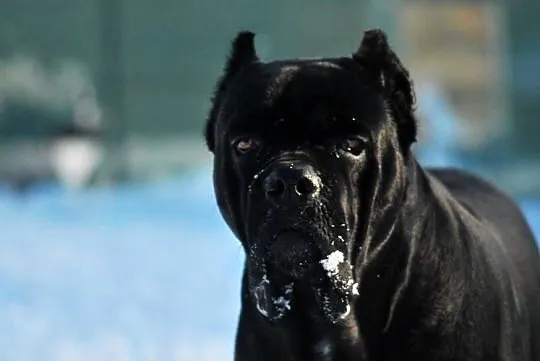 Cane corso/ suczka, Opolskie, Korfantów