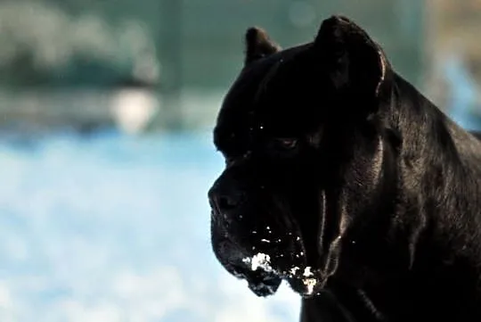 Cane corso/ suczka, Opolskie, Korfantów