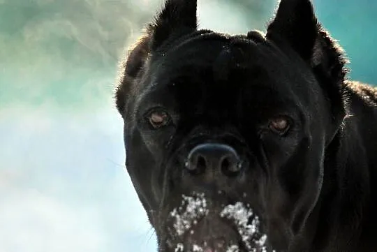 Cane corso/ suczka, Opolskie, Korfantów
