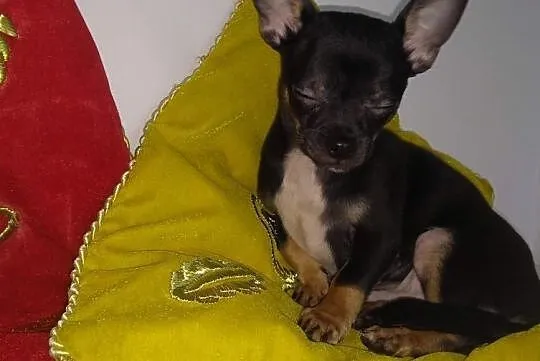 Chihuahua krótkowłosy rodowód ZKwP/FCI, Olsztyn