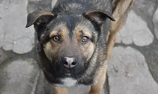 Morusek, roczny, kochany przytulasek prosi o dom,