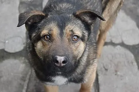 Morusek, roczny, kochany przytulasek prosi o dom, 
