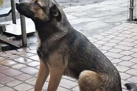 Morusek, roczny, kochany przytulasek prosi o dom, 