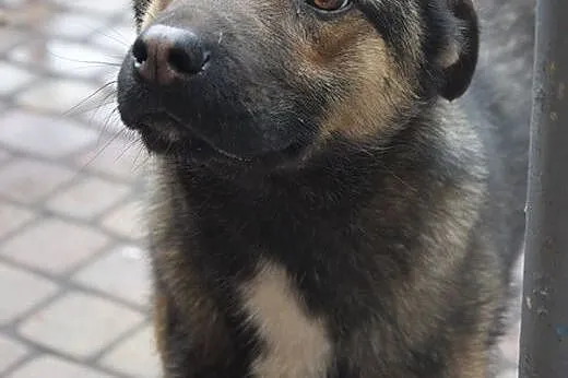 Morusek, roczny, kochany przytulasek prosi o dom, 