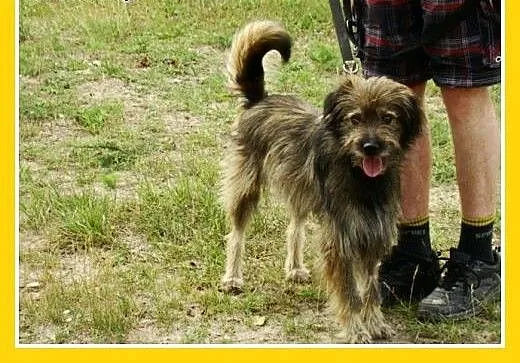 Przesympatyczny kudłacz psiak LULEK, 10 kg ,grzecz