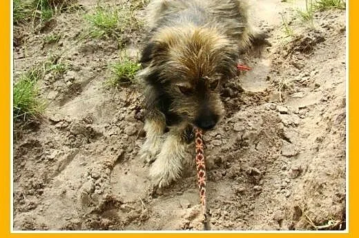 Przesympatyczny kudłacz psiak LULEK, 10 kg ,grzecz