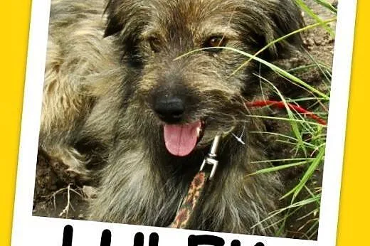 Przesympatyczny kudłacz psiak LULEK, 10 kg ,grzecz