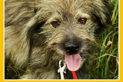 Przesympatyczny kudłacz psiak LULEK, 10 kg ,grzecz