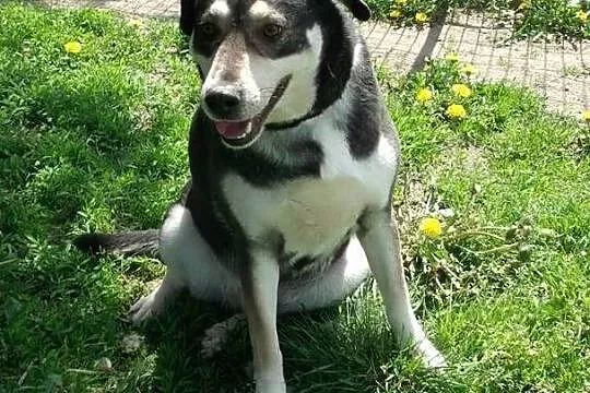 Piękny, duży, ok_ 3 letni mix husky ADOPCJA schron