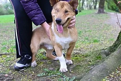 Baścik - mały, smypatyczny, młody - do adopcji,  m