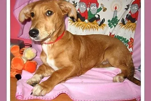 FORSYCJA-malutka 6-7 miesieczna,wysterylizowana,adopcja!!,  świętokrzyskie Kielce