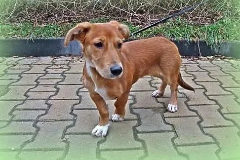 FORSYCJA-malutka 6-7 miesieczna,wysterylizowana,ad