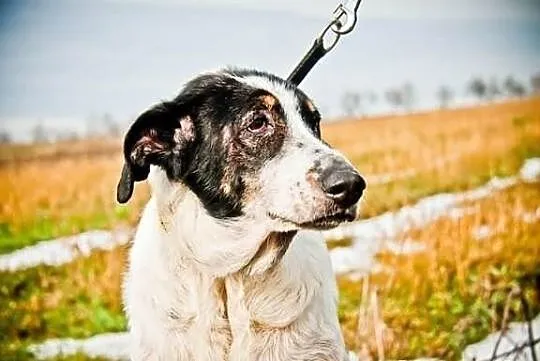 Może już niedługo Twoja Gaja- adoptuj!