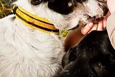 Może już niedługo Twoja Gaja- adoptuj!