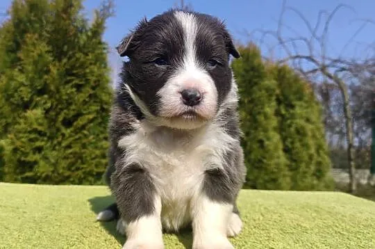 Rasowy Pies Border Collie maści BLUE - Szczeniak WILCZEK z pełną dok. z hod